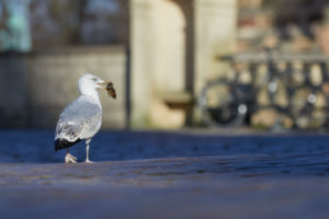 Siberian gull, Larus argentatus, juvenile Siberian gull, Larus argentatus, juvenile